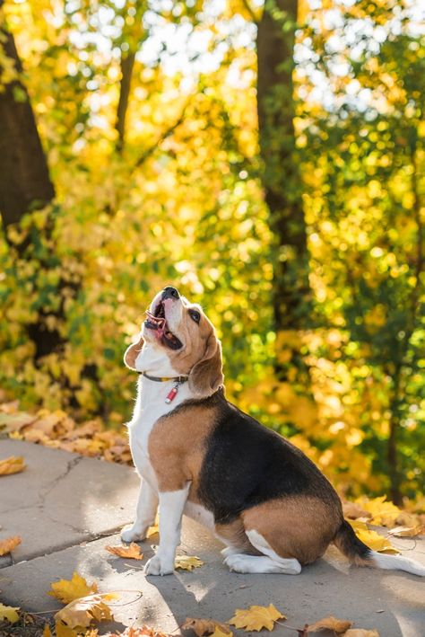 Unique Dogs, Cute Doggies, Mixed Dog Breeds, Fluffy Dog Breeds, Big Fluffy Dogs, Most Beautiful Dog Breeds, Pretty Dog, Giant Dog Breeds, Beautiful Dog Breeds