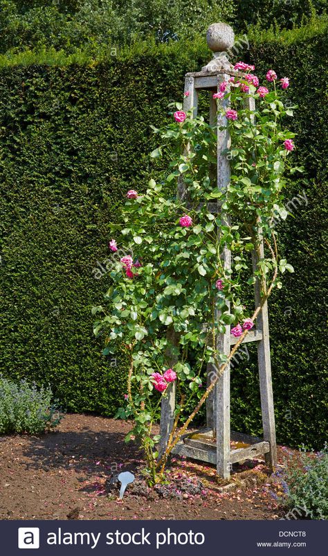 Download this stock image: Ornate rose trellis in the form of a bossed wooden obelisk  supporting a pink climbing rose - Waterperry Gardens Oxfordshire UK - DCNCT8 from Alamy's library of millions of high resolution stock photos, illustrations and vectors. Thornless Climbing Roses, Climbing Roses Trellis, Red Climbing Roses, Obelisk Trellis, Rose Trellis, Garden Obelisk, Wooden Roses, Climbing Rose, Have Inspiration