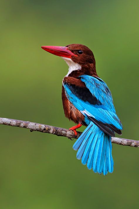 King Fisher, Birds Photography, Kingfisher Bird, Rare Birds, Bird Watcher, Exotic Birds, Tropical Birds, Bird Pictures, Biochemistry