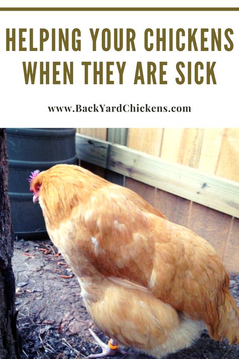 Finding a trained poultry veterinarian or any vet who will agree to treat chickens is extremely difficult.   Chickens offer cues when they are starting to get sick. Common signs of a sick chicken include: hiding, inactivity, unusual droppings, unusual posture, lack of appetite and reduced egg production.  This article covers basic guidelines to follow when caring for your sick chicken without a vet. Chicken Sickness, What To Feed Chickens, Chicken Poop, Raising Chicks, Chicken Feeders, Backyard Chicken Farming, Chicken Health, Raising Backyard Chickens, Chicken Garden