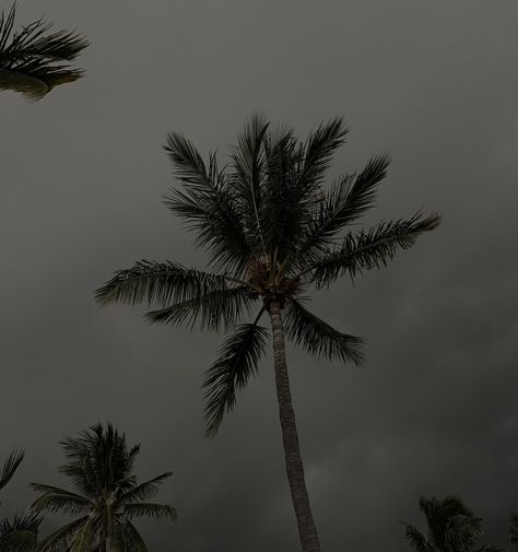 Dark Clouds, Palm Tree, Palm Trees, Trees, On Instagram, Instagram