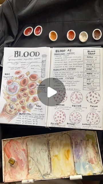 Dr. Leatrize 🇵🇭 on Instagram: "Blood #vet #med #anatomy #physiology #notes #student #school #hematology #art #aesthetic" Blood Physiology, Hematology Notes, Physiology Aesthetic, Hematology Art, Physiology Art, Laboratory Aesthetic, Physiology Notes, Comparative Anatomy, Vet Notes