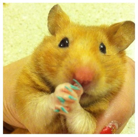 My pet Hamster in Essie Nail Polish Hamster Nails, Hamster With Knife, Hamster Eating Noodles, Hamster Memes, Hamsters Meme, Hamster Memes Hilarious, Hamsters, Essie Nail Polish, Love My Kids