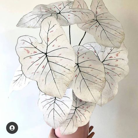 Goth Garden, Paper Plants, Plant Tags, Houseplants Indoor, Pretty Plants, Plant Mom, Plant Lady, Cool Plants, Plant Life