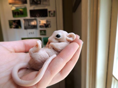 Diaphonized Specimens, Dumbo Rat, Super Sculpey, Cute Rats, How To Make Clay, Polymer Clay Animals, Polymer Crafts, Clay Animals, Sculpting Clay