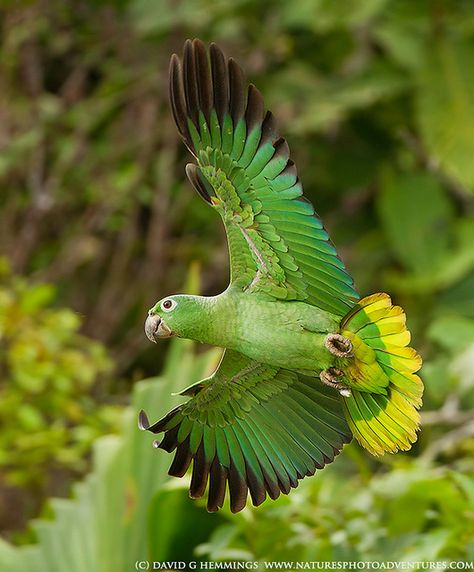 Mealy Amazon Parrot 1  by Nature's Photo Adventures - David G Hemmings, via Flickr Parrot Flying, Green Parrot, Amazon Parrot, The Secret Garden, Parrot Bird, All Birds, Exotic Birds, Pretty Birds, Colorful Birds