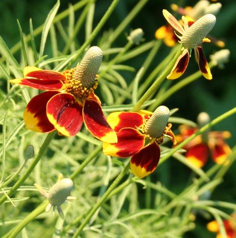 Mexican Hat Mexican Hat, Plants