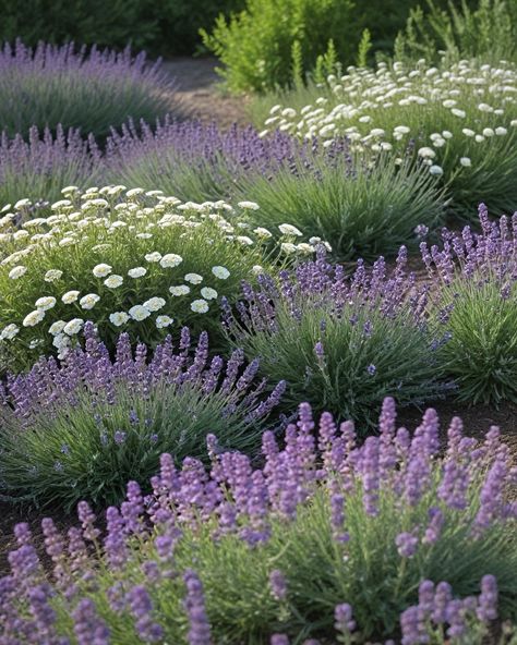 Lavender And Succulents Landscape, Lavender Flower Bed, Lavender Landscaping, Best Companion Plants, Spanish Lavender, Sweet Briar, Harvesting Herbs, Sloped Backyard, Drought Tolerant Landscape