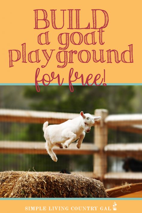 Diy Goat Playground, Goat Hacks, Diy Goat Toys, Goats As Pets, Goat Playground, Miniature Goats, Goat Toys, Keeping Goats, Goat Shed