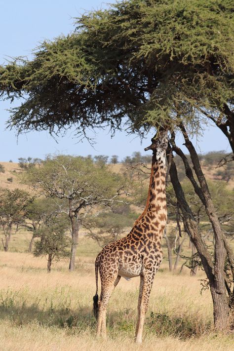 Giraffe Eating Leaves, Giraffe Eating, Animal Eating, Giraffe Photos, Giraffe Drawing, Giraffe Pictures, Africa Wildlife, Kenya Safari, Safari Travel