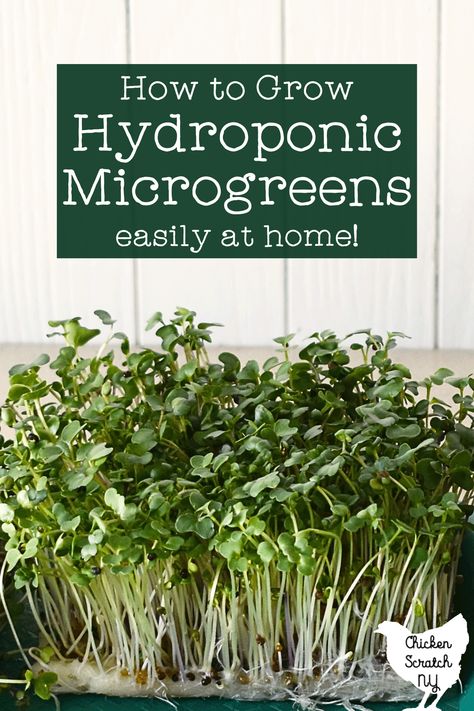 How To Grow Microgreens, Microgreens Garden, Grow Microgreens, Growing Food Indoors, Growing Sprouts, Indoor Vegetables, Growing Microgreens, Urban Homesteading, Herbs Indoors