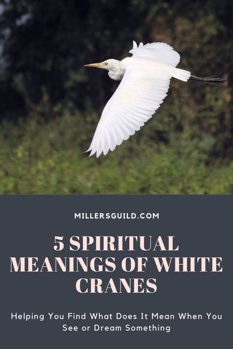 5 Spiritual Meanings of White Cranes Animals Symbolism, Crane Meaning, Animals Meaning, Bird Meaning, Spirit Animal Meaning, Crane Tattoo, Animal Meanings, Spiritual Animal, White Crane