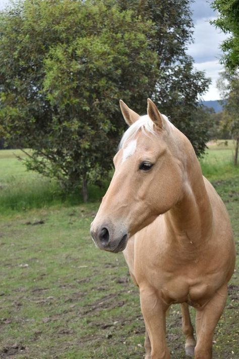 Cavalo Palomino, Foto Cowgirl, Cute Horse Pictures, Equestrian Aesthetic, Neck Corset, Palomino Horse, Horse Aesthetic, Brown Horse, Equestrian Life