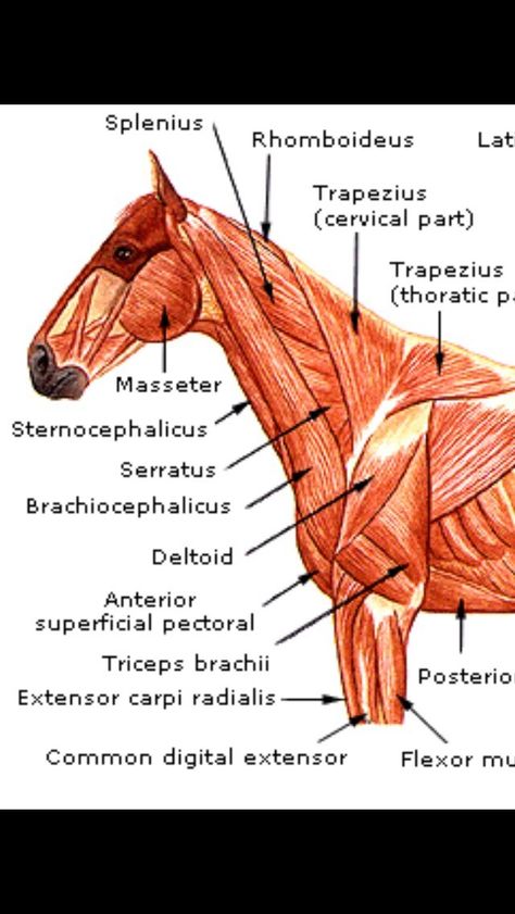 Horse Muscles, Horse Stretches, Equine Vet Tech, Horse Biomechanics, Vet Anatomy, Riding Instructor, Horse Massage, Equine Anatomy, Equine Veterinarian