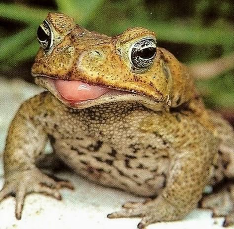 Toad With Tongue Out, Frog With Tongue Out, Toad Reference, Toad Aesthetic, Pet Toad, Frog Tongue, Toad Animal, Cane Toad, Pet Frogs