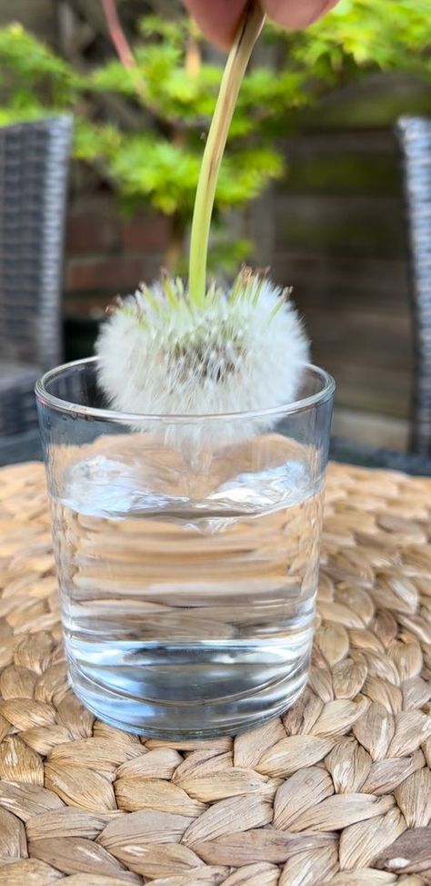 What happens when you submerge a dandelion in water? - Mud & Bloom Garden For Preschoolers, Science Garden Ideas, Dandelion Projects For Kids, Springtime Toddler Activities, Dandelion Art Preschool, Mud And Bloom, Dandelion Kids Activity, Preschool Dandelion Crafts, Dandelion Crafts For Kids