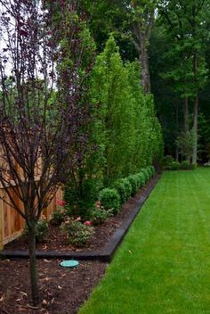 Large Yard Landscaping, Privacy Landscaping Backyard, Privacy Fence Landscaping, Planning Garden, Large Backyard Landscaping, Backyard Trees, Privacy Landscaping, Gardening Design, Gardening Landscaping