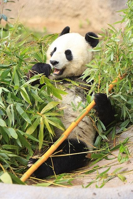 Panda Bear, San Diego Zoo - Panda Bears - Though it belongs to the order Carnivora, the panda's diet is 99% bamboo. Pandas in the wild will occasionally eat other grasses, wild tubers, or even meat in the form of birds, rodents or carrion. In captivity, they may receive honey, eggs, fish, yams, shrub leaves, oranges, or bananas along with specially prepared food. Animals Eating Food, Honey Eggs, Fat Panda, Giant Pandas, Panda Bears, Prepared Food, Most Beautiful Animals, Panda Love, San Diego Zoo