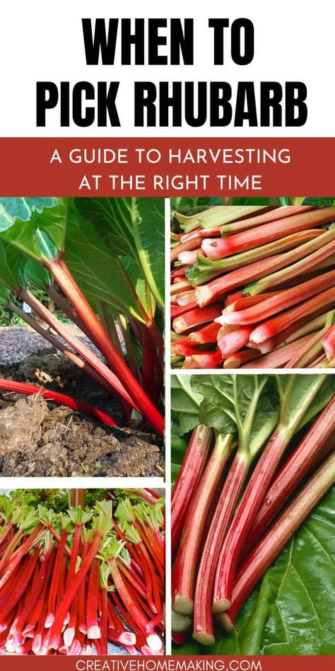 Get the scoop on when to pick rhubarb for the most succulent and vibrant stalks. Unleash your culinary creativity with garden-fresh rhubarb picked at just the right moment. When To Pick Rhubarb, When To Harvest Rhubarb, Dyi Garden, Grow Rhubarb, Rhubarb Plant, Best Rhubarb Recipes, Growing Rhubarb, Fresh Rhubarb, Fruit Orchard