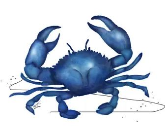 Blue Crabs Art, Crab Art, Free Clipart Images, Blue Crab, Bird Art Print, Zodiac Art, Free Clipart, Paintings Art Prints, Fish Art