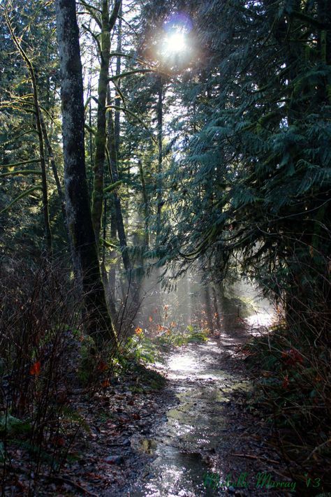 Golden Ears Park, Maple Ridge BC Langley Bc, Maple Ridge, Fraser Valley, Hiking National Parks, 2023 Vision, Magical Places, British Columbia, The Great Outdoors, Louisiana