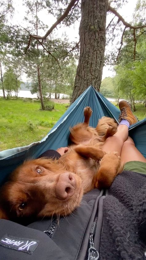 theedinburghspaniels on Instagram: Dogs > people 🤷🏼‍♀️ Hammock @decathlonuk Boots @karrimorofficial via @gooutdoors Jacket @revolutionrace Dog Hammock, Hiking Dogs, Dog Adventure, Dog People, Baby Puppies, Instagram Dogs, Cute Animal Photos, Outdoor Dog, Animal Photo