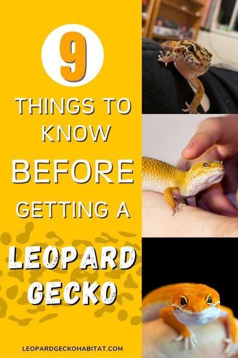 9 Things to Know Before Getting a Leopard Gecko - Leopard geckos are one of the most popular pet reptiles. They’re well tempered, easy to care for, and readily available. If you’re considering a reptile as a pet, leopard geckos are a great choice. To make sure you’re prepared to care for your new pet, we’ve compiled a list of key things to know before getting a leopard gecko. Click through to find out what you need to know at leopardgeckohabitat.com Geico Lizard, Leopard Gecko Cute, Gecko Vivarium, Leopard Gecko Habitat, Leopard Gecko Care, Pet Reptiles, Gecko Habitat, Gecko Terrarium, Lizard Tank