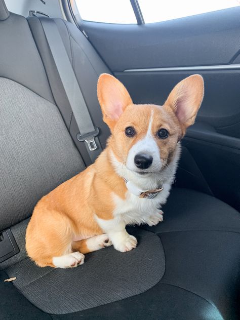 Corgi Sploot, Corgi Gif, Puppy Socialization, Cute Corgi Puppy, Very Cute Puppies, Corgi Funny, Dream Dog, Really Cute Dogs