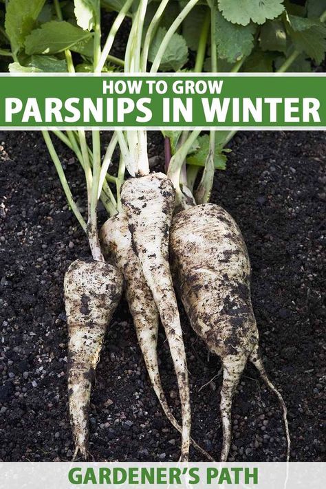 A close up vertical image of freshly harvested parsnips set on the ground on dark rich soil. To the top and bottom of the frame is green and white printed text. Growing Parsnips, Seed Starter Kit, Healthy Fruits And Vegetables, Vegetable Benefits, When To Plant, Survival Gardening, Starting A Garden, Garden Animals, Different Vegetables