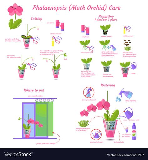 Phalaenopsis Orchid Care, Orchid Plant Care, Household Plants, Moth Orchid, Flat Icons Set, Flat Icons, Orchid Care, Phalaenopsis Orchid, Flower Spike