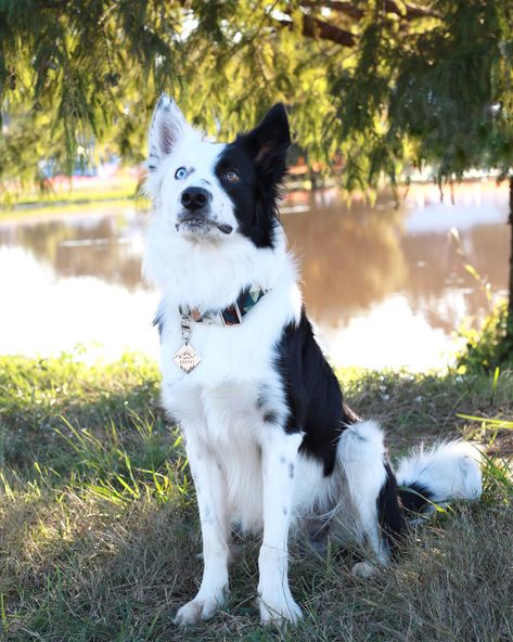 Black and white Border Collie with "pirate" marking (the marking "pirate" is one side of the dog's face is white and the other colored, the name "pirate" refers to the eye patch of the pirates). Border Collie Black And White, Black And White Border Collie, White Dog Breeds, Black And White Border, White Border Collie, Clever Dog, Border Collie Puppies, Black And White Dog, White Puppies