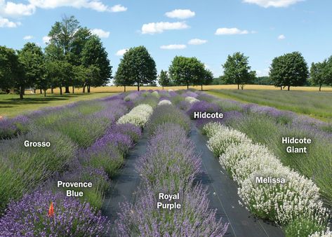 Lavender Plant Care, Lavender Hedge, Lavender Varieties, Growing Lavender, Lavender Garden, Market Garden, Lavender Farm, Lavender Plant, Salou