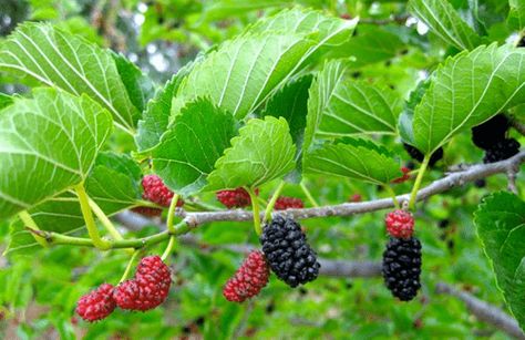 Blackberry Tree, Tall Potted Plants, Mulberry Fruit, Fruit Bearing Trees, Apricot Tree, Mulberry Leaf, Lilac Roses, Plum Tree, Invasive Plants