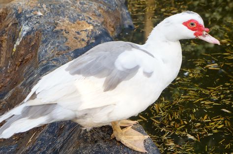 Lavender Muscovy duck Sebastopol Geese, Muscovy Ducks, Duck Breeds, Muscovy Duck, Duck House, Quails, Duck Duck Goose, Duck Art, Migratory Birds