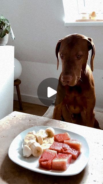 Good Morning Dog Images, Vizsla Funny, Really Funny Dog Videos, Good Morning Dog, Cute Big Dogs, Animal Videos Funny, Weiner Dog Humor, Dog Videos Funny, Puppies Cutest