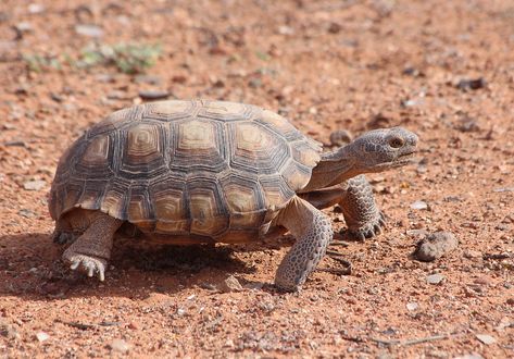 Desert Tortoise, Tattoo Nature, Animals Tattoo, Nature Aesthetics, Turtles, Tortoise, Animals, Nature