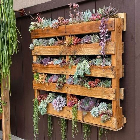 Succulent Garden Ideas, Succulent Landscaping, Succulent Wall, Succulent Garden, Succulents Garden, Wood Pallets, Outdoor Spaces, Landscape Design, Front Yard