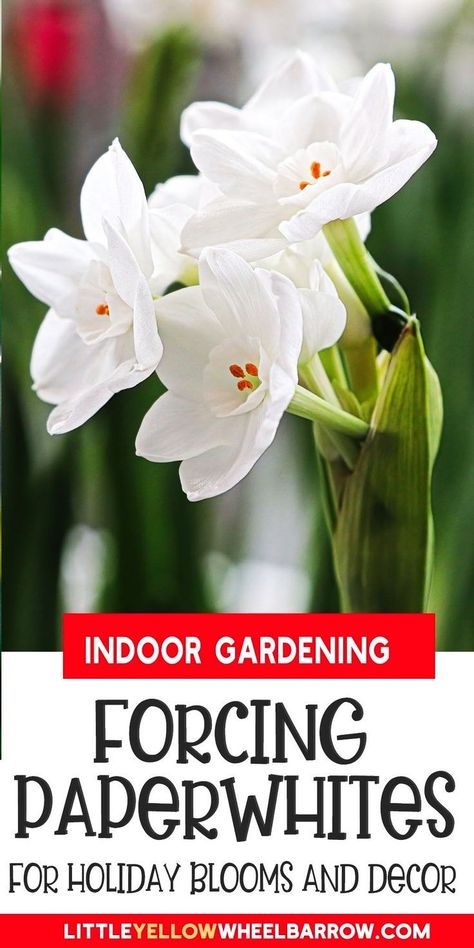 Forcing Paperwhites, Paperwhite Flowers, Narcissus Bulbs, Small Flower Gardens, Poinsettia Care, Drought Tolerant Perennials, Garden Flower Beds, Best Perennials, Backyard Flowers