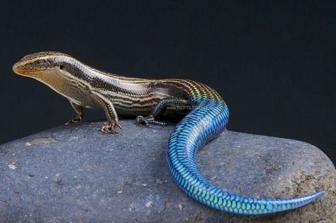 Gran Canaria blue-tailed skink / Chalcides sexlineatus Lizard Species, Poison Frog, Blue Tongue Skink, Blue Tail, Rare Species, Tropical Forest, Colorful Animals, Crocodiles, Reptiles And Amphibians