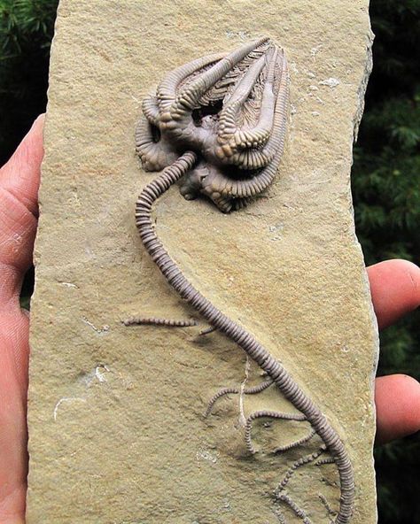 This is an incredible crinoid fossil specimen! Crinoid Fossil, Rocks And Fossils, Extinct Animals, Dinosaur Fossils, Prehistoric Creatures, Prehistoric Animals, Gems And Minerals, A Rock, Rocks And Minerals