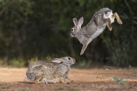 Jumping Bunny, Zoological Illustration, Jumping Rabbit, Bunny Jump, Water Rabbit, Wild Rabbits, References Animals, Rabbit Jumping, Animal Photography Wildlife