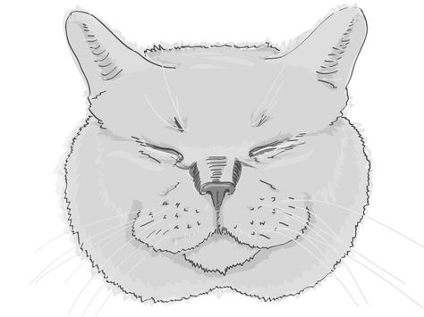 British Shorthair Tattoo, British Shorthair Drawing, Shorthair Cat, Cat Sketch, British Shorthair Cats, Short Hair Cats, Sketches Tutorial, British Shorthair, Cat Stuff