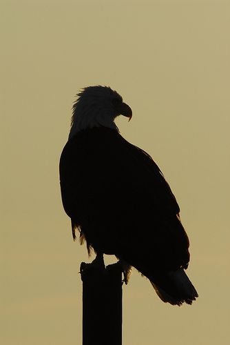 Bald Eagle Silhouette, Eagle Silhouette Flying, Vogel Silhouette, Eagle Silhouette, Silhouette Pictures, Animal Stencil, Silhouette People, Eagle Art, Silhouette Painting