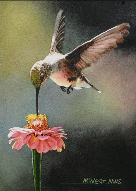 Hummingbirds Photography, Hummingbird Painting, Hummingbird Pictures, Bird Watercolor Paintings, Hummingbird Art, Watercolor Birds, Bird Artwork, Humming Bird, Arte Animal