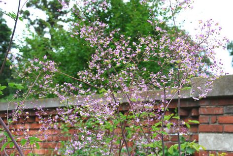 Thalictrum Rochebrunianum, Meadow Rue, Lavender Mist, Giant Meadow Rue, lavender flowers, purple flowers, see through plant, perennial, perennial plant, perennials Thalictrum Rochebrunianum, Front Garden Planting, Must Have Plants, Gardening Beds, Garden Design Plants, Landscape Urban Design, Shade Garden Plants, Lavender Mist, Meadow Garden