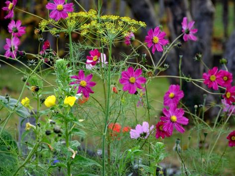 What Grows Well With Cosmos: Tips On Companion Planting With Cosmos Salvia Companion Plants, Cosmos Flowers Garden, Cosmos Plant, Garden Companion Planting, Witchy Tips, Vegetable Garden Tips, Companion Plants, Cosmos Flowers, Master Gardener