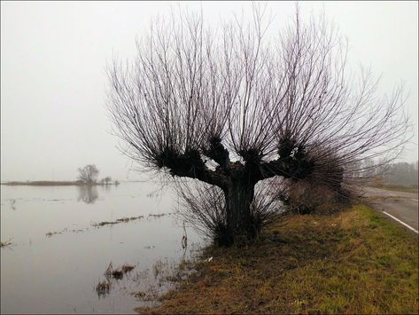 https://flic.kr/p/dMvB31 | Whittlesey Willows | These old willow trees are to be found along the side of the B1040 road across the so-called Whittlesey Washes – this is a large area of grassland that is allowed to flood as part of the Nene Washes water levels management system. There are over 160 of these willows, originally planted in 1910 to indicate the path of the road when it was underwater; they are pollarded every two years to conserve them. When these photos were taken on 10th January 20 Old Willow Tree, Concertina Sketchbook, Busy Road, Tree Photos, Willow Trees, Andrew Wyeth, Old Trees, Ancient Tree, Tree Roots