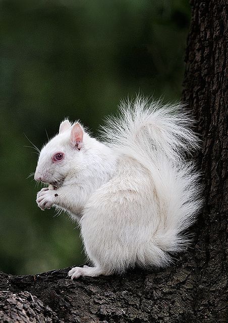 Rare Albino Animals, White Squirrel, Albino Animals, Forest And Wildlife, Cute Squirrel, Cuddly Animals, Rare Animals, Love Animals, Hamsters