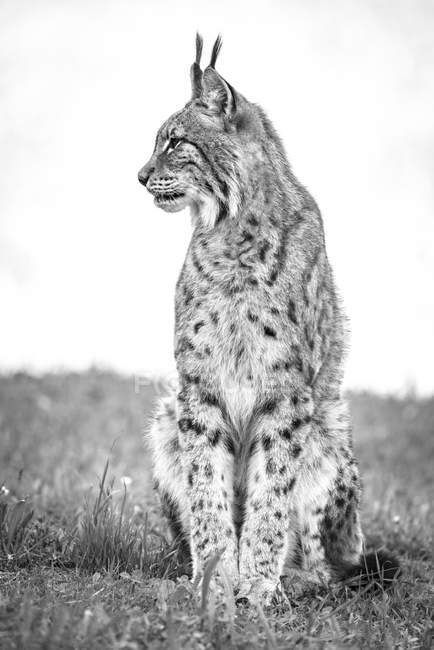 Lynx Tattoo, Black And White Animal Photography, Big Cats Photography, Animals Tattoo, Jaguar Print, Muster Tattoos, Animal Study, Photographers Life, Cat Photography