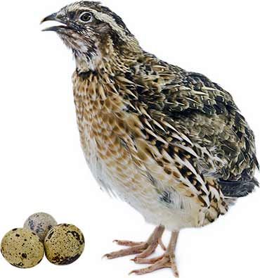 Keeping Quail, Pickled Quail Eggs, Raising Turkeys, Raising Quail, Chicken Tractors, Chicken Feeders, Quails, House Backyard, Hatching Eggs